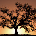 Majestic Oak