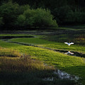 Snowy Egret