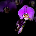 Purple Passion